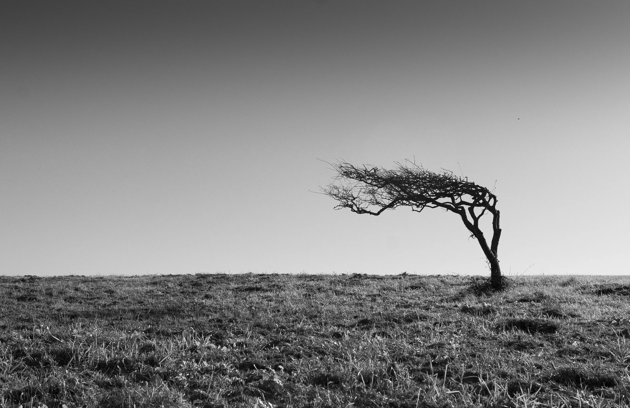 Clear field