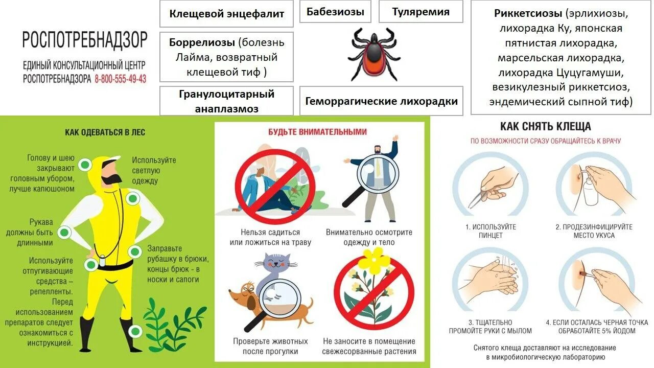 Профилактика после укуса клеща. Профилактика укуса клеща. Профилактика от укусов клещей. Профилактика при укусе клеща. Профилактика укуса клеща человеку.