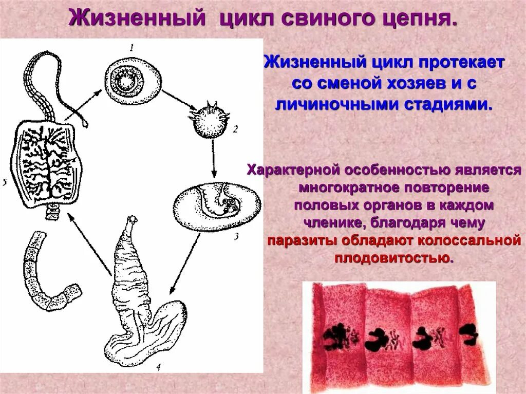 Стадии развития цепня. Ленточные черви свиной цепень жизненный цикл. Жизненный цикл свиного солитера схема. Свиной цепень цикл. ЖЦ свиного цепня.