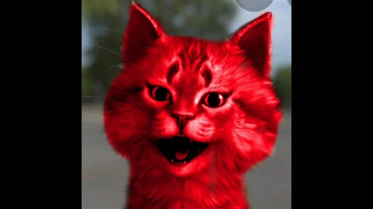 Vpn red cat. Красный кот. Красный котенок. Красный кот настоящий. Красный кот в реальной жизни.