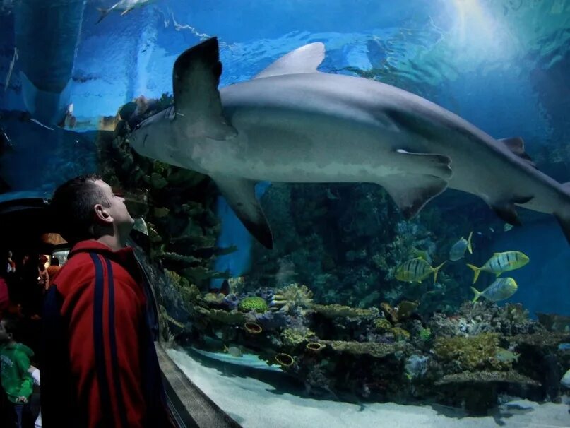 Океанариум Sochi Discovery World Aquarium. Московский зоопарк океанариум. Москвариум акулы. Океанариум Discovery Адлер акулы.