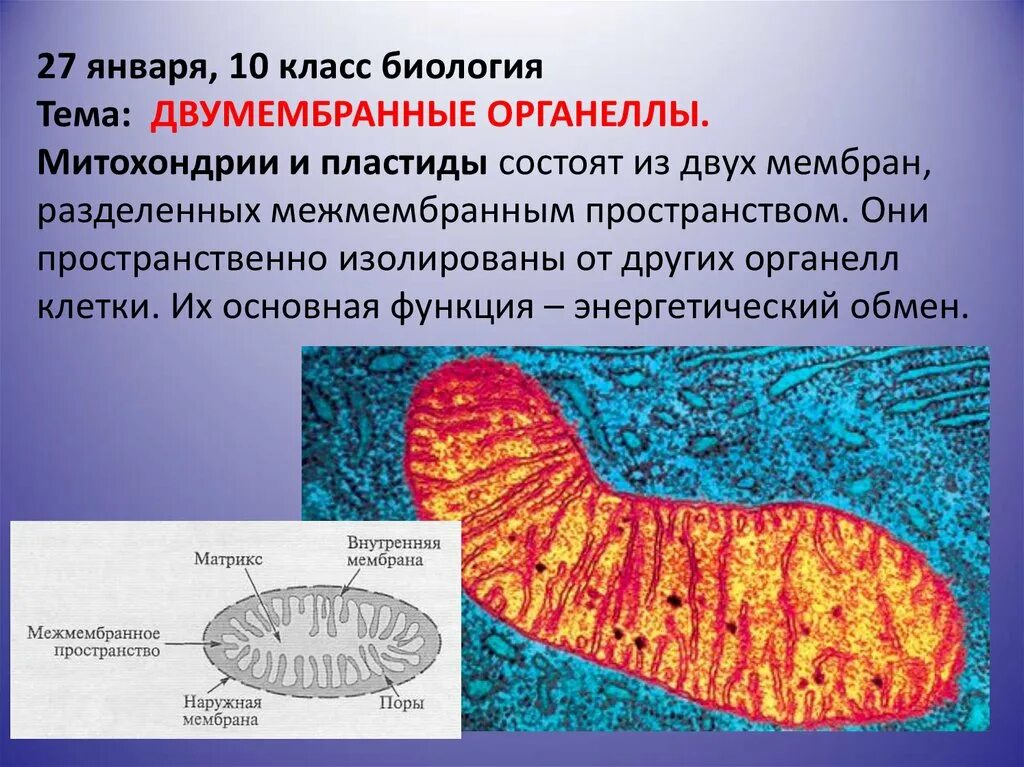 Органоиды митохондрии строение. Митохондрии 10 класс биология. Двумембранные органеллы митохондрии пластиды. Митохондрии функции. Межмембранное пространство митохондрий.