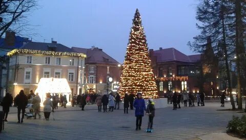Ели в калининграде
