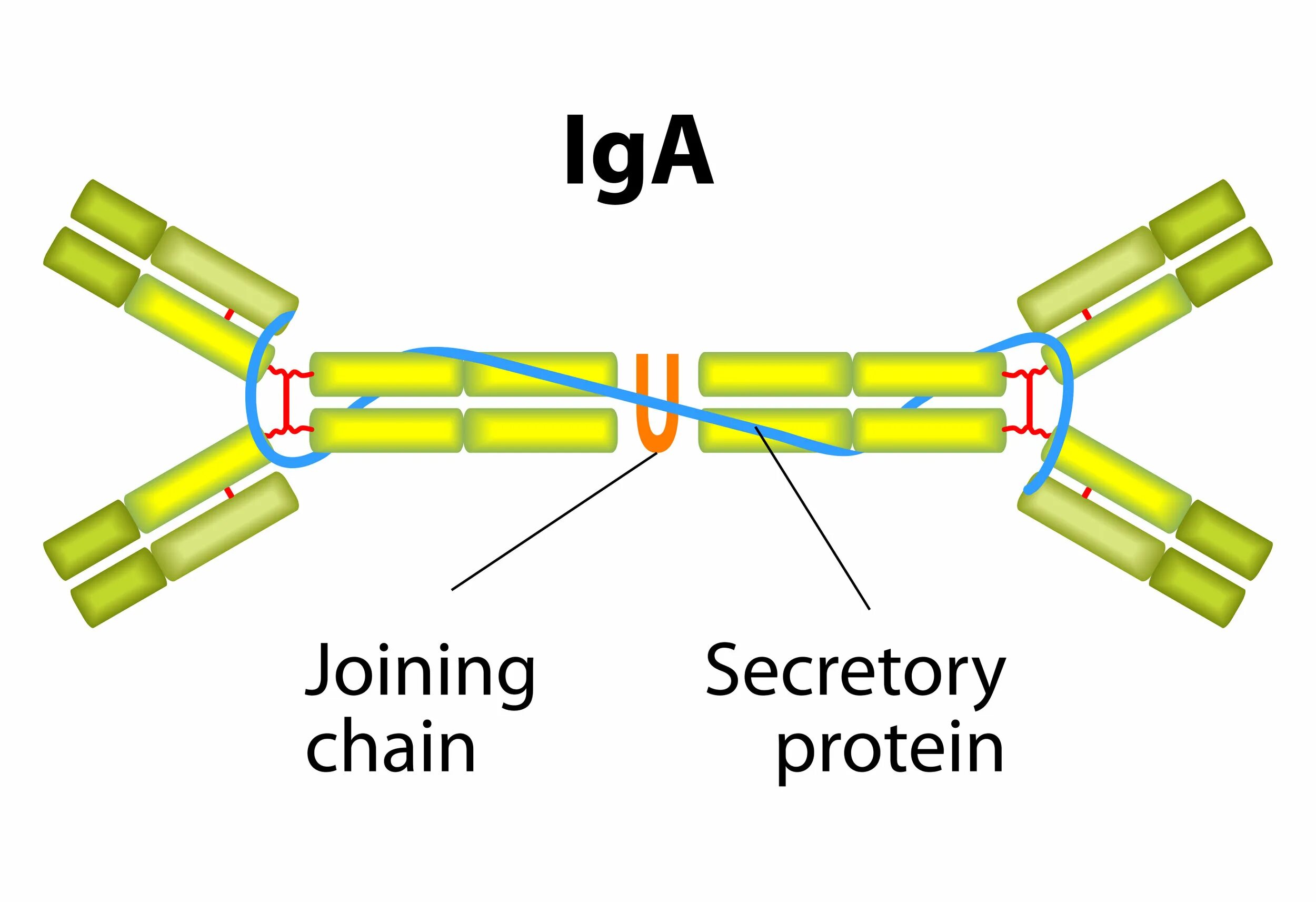 Структура иммуноглобулина iga. Iga антитела строение. Строение iga иммунология. Схема строения секреторного иммуноглобулина а. Иммуноглобулин слизистых оболочек