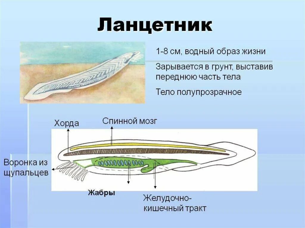 Конспект по биологии 7 класс хордовые. Хорда ланцетника. ланцетник тип подтип класс. покров тела тип хордовые класс ланцетники. ланцетник светочувствительные клетки.
