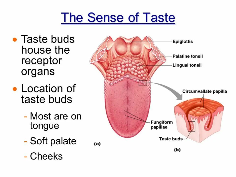 Taste. Taste Sensations. Taste receptors. Sense of taste.