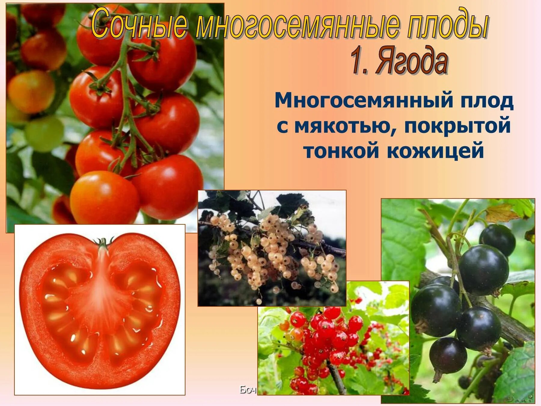 Плод не имеющий сочной мякоти. Сочные многосемянные плоды ягода. сочные плоды односемянные и многосемянные. сочные многосемянные плоды яблоко. срчные много семчные плоды.