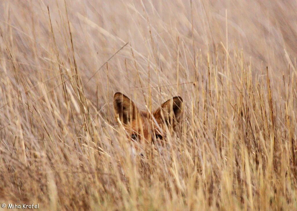 Котик в траве. Животные в траве. Hide in grass. Who is hiding in the grass?. Сорняк лягушатник.