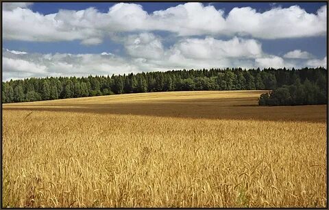 Поле кострома