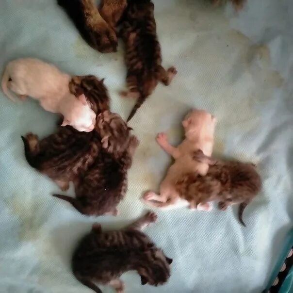 Новорожденные котята. Кучерявый котенок новорожденный. Новорождённые котята светло коричневый. Новорожденные котята Уральского Рекса.