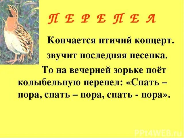 Песня последней птицы. Птица спать пора. Птица которая поет спать пора. Птица кричит спать пора. Какая птица говорит спать пора.