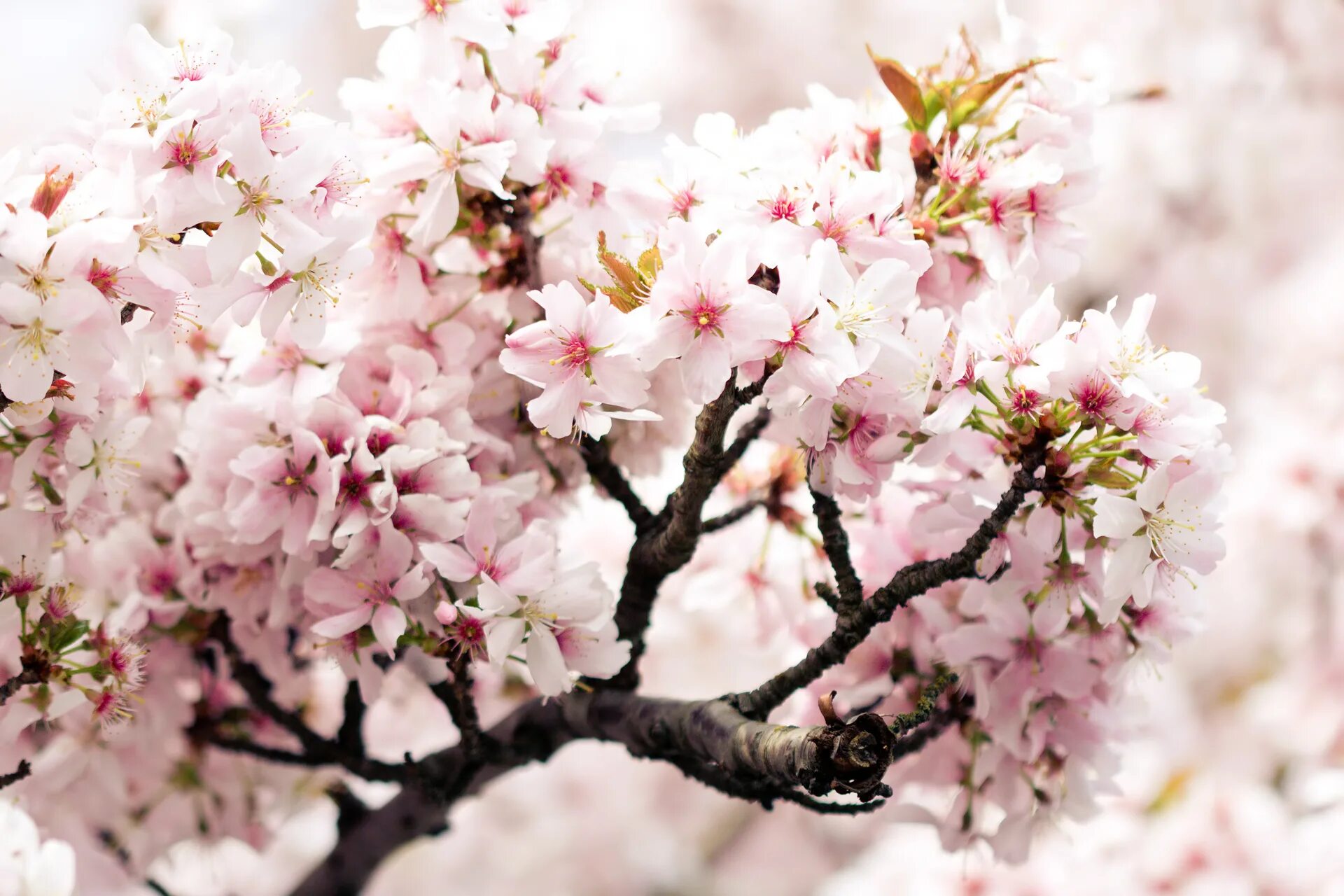 Вишня черри блоссом. Розоцветные Сакура. Черешня Сакура. Японская слива цветение.