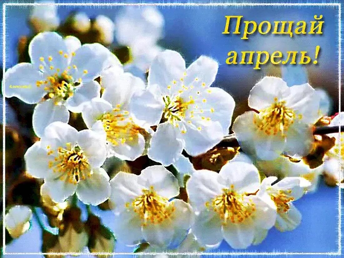 Красивые открытки с последним днем апреля. Весенние открытки. красивые весенние открытки.