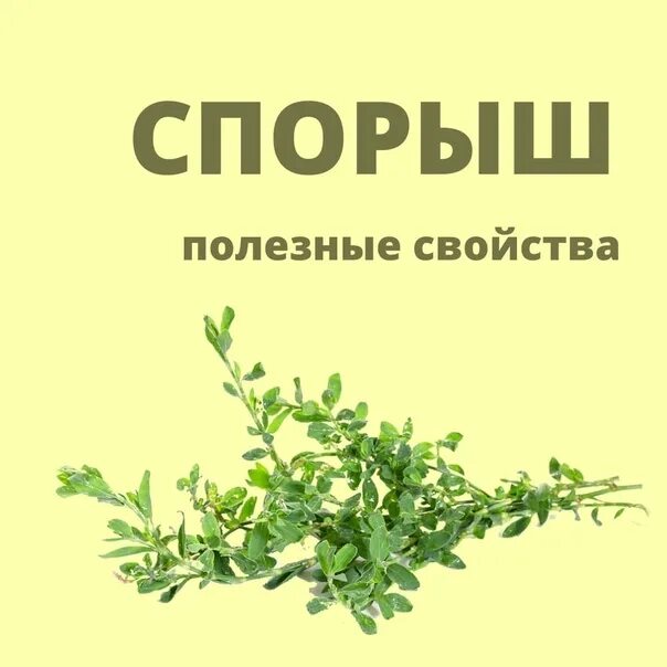 Спорыш польза и вред. Трава мурава спорыш. спорыш в народной медицине.