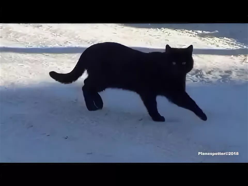 Кот скользит. Кот идет. кот идет по следу. котик идет по снегу с ошейником с голубыми глазами.