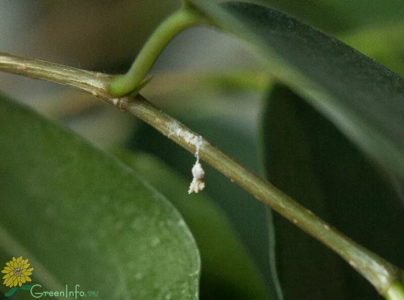 Точки на листьях фикуса. Белые точки на листьях фикуса бенджамина. Белые пятна на фикусе. Белые пятна на фикусе. Белые пятна на фикусе.