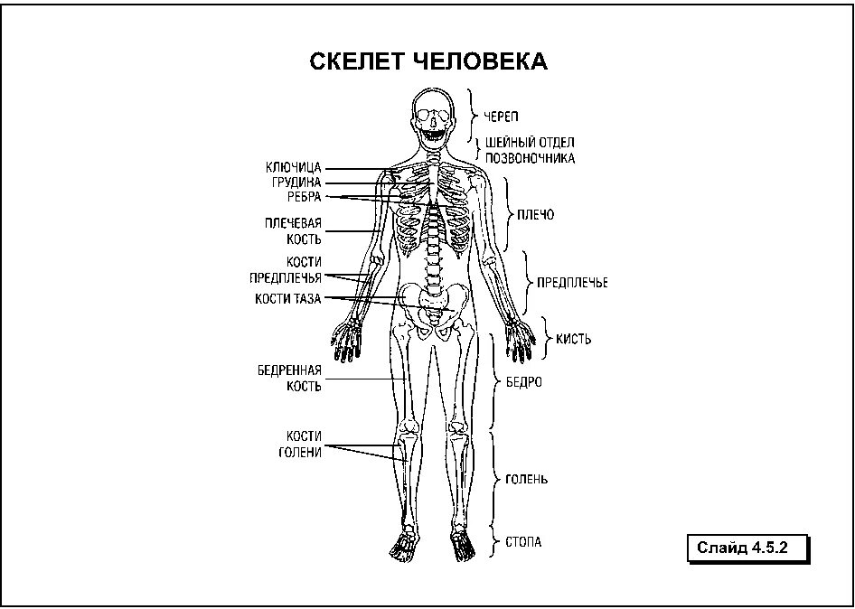 Где находится голень у человека впр