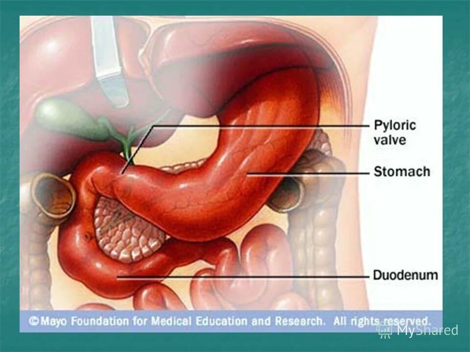 Луковица 12 перстной кишки анатомия. Где ти 12. Рейтинг дота 2023. Где ти 12. Где ти 12.