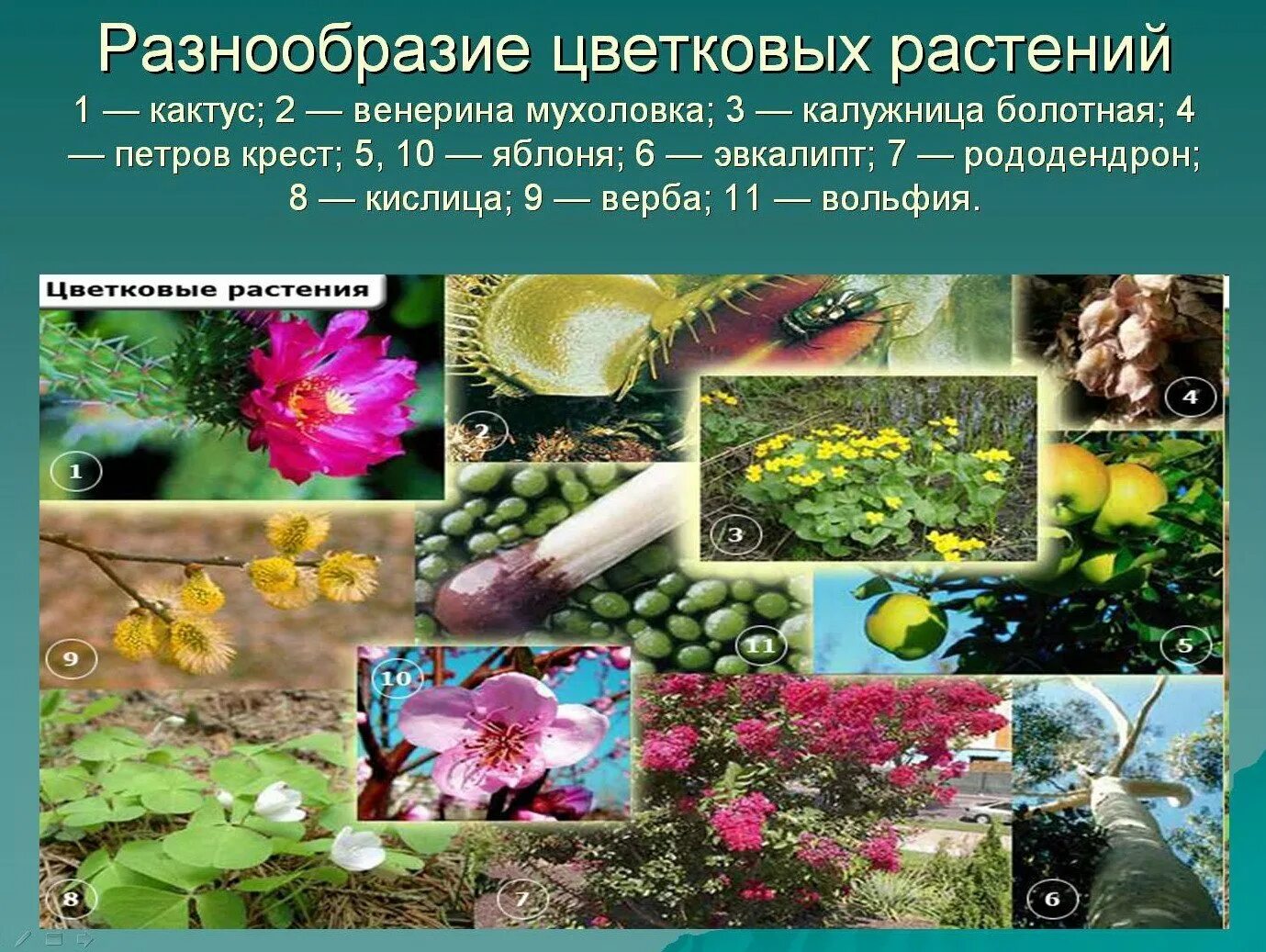 Как сохранить разнообразие растений. Многообразие цветковых растений. Разнообразие растений цветковые растения. Разнообразие цветков у растений. Видовое разнообразие растений.