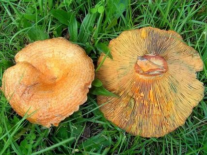 Грибы лисички и рыжики фото