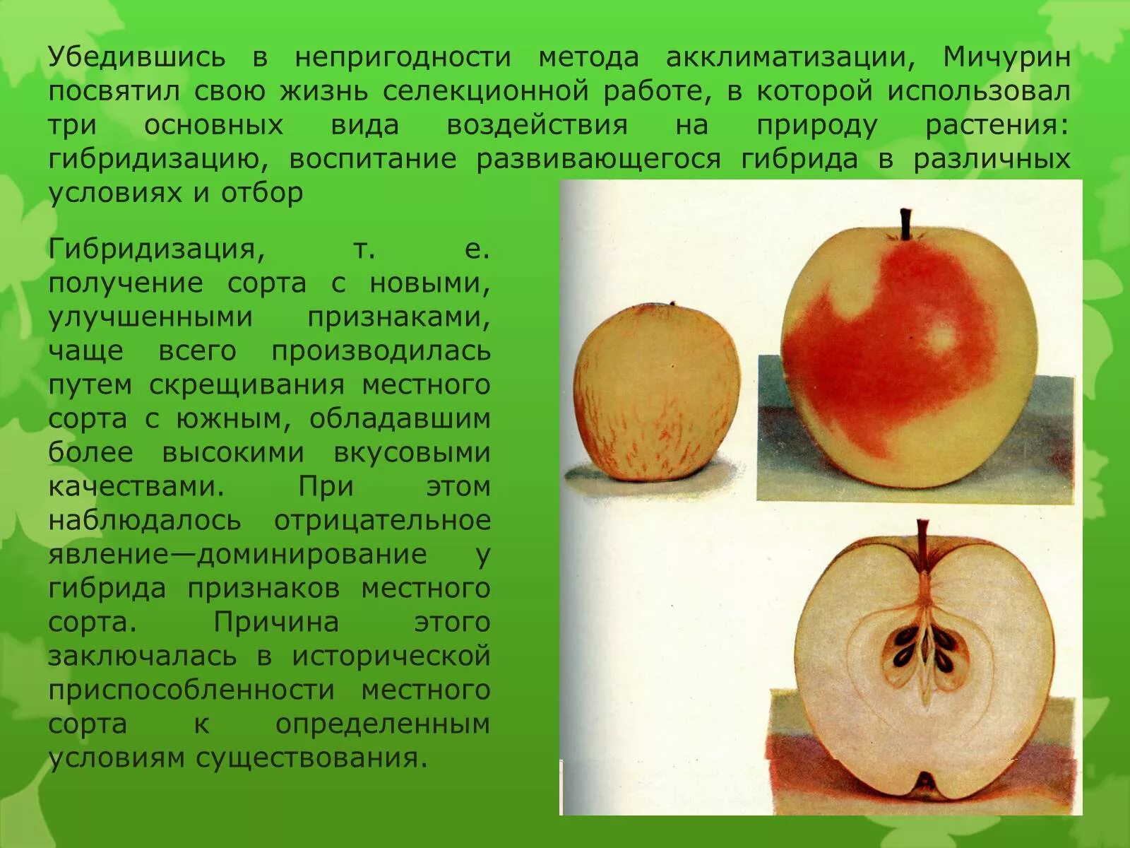 Сорта растений селекция. Гибриды растений селекция. Методы селекции растений. Презентация на тему селекция. Гибрид мичурин