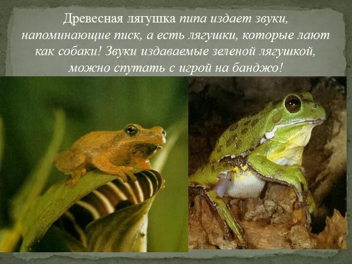 Какой издает. Лягушка издает звук. какие звуки издает жаба. древесные лягушки звуки. голос лягушки.