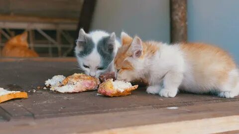 Котята едят сами