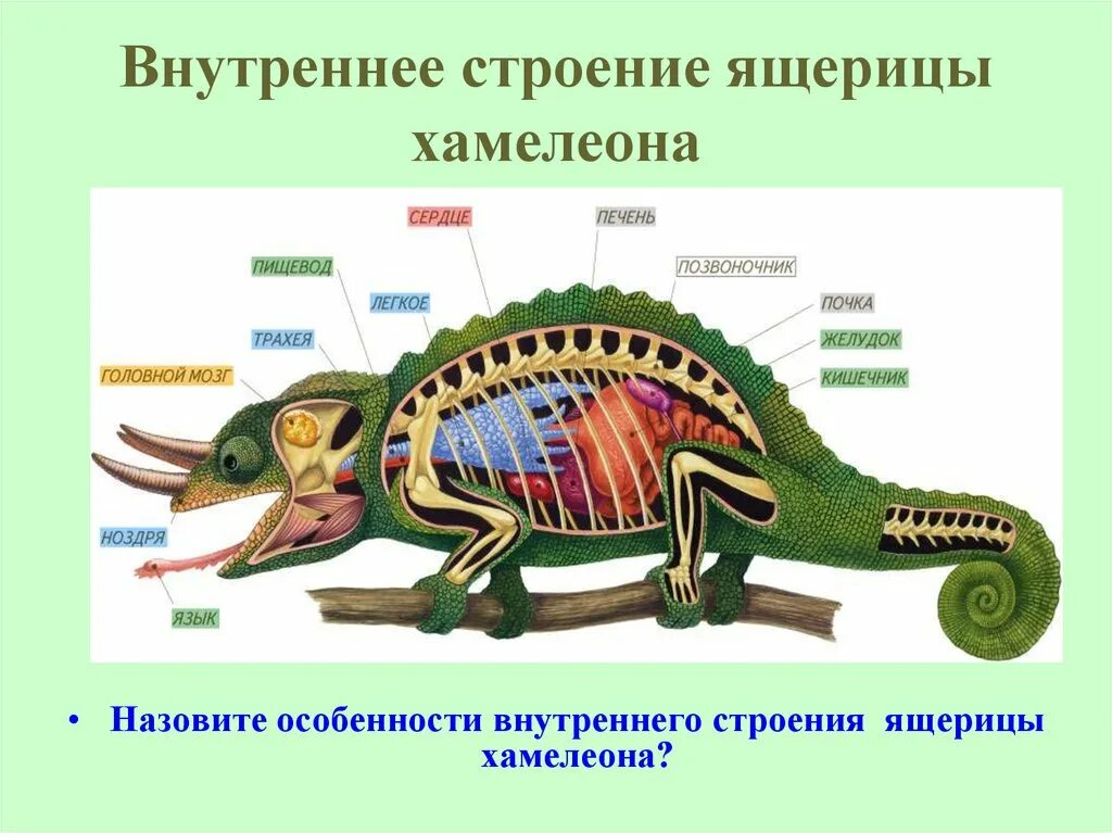 Пресмыкающиеся внешнее и внутреннее строение. Внутреннее строение ящерицы. Внутреннее строение пресмыкающихся. Строение хамелеона.