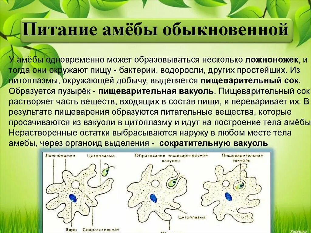 Какой способ характерен для амебы. Амёба обыкновенная 5 класс биология. Сократительная вакуоль у амёбы. Амёба обыкновенная процессы жизнедеятельности. Характеристика амебы.