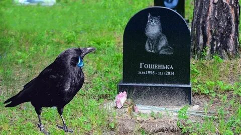 Тайный ворон