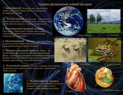 Какие уровни организации живого выделяют в биологии