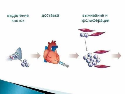 Клетка выделяет