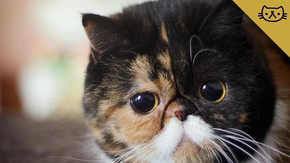 Коты с приплюснутой мордой. Экзот. Кот экзот. Экзот полосатый. Экзотическая короткошерстная кошка.