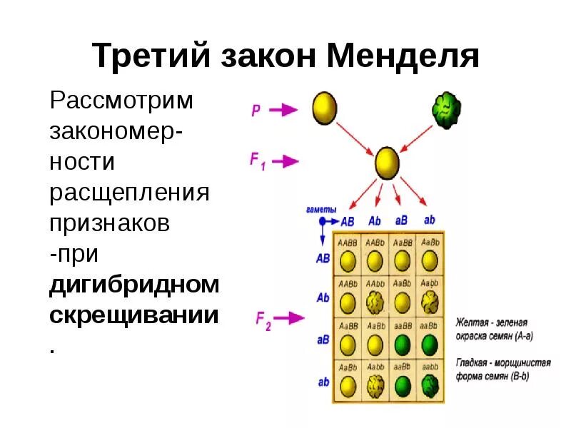 Какое расщепление по фенотипу при дигибридном скрещивании