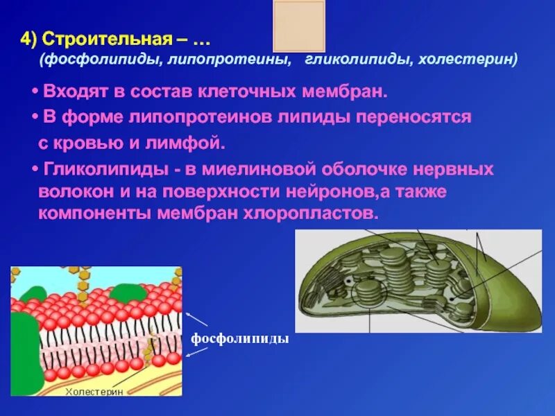 Какую функцию выполняют липиды мембраны клетки. В состав мембраны входят. гликолипиды в мембране. в состав мембраны входят фосфолипиды. липиды входят в состав мембран.
