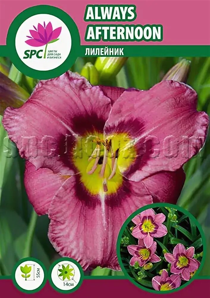 лилейник афтернун. лилейник гибридный олвейз афтенун. лилейник афтенун. лилейник always afternoon. лилейник 'always liberty'.