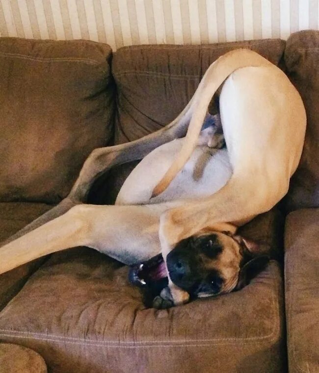 Женщина под собакой. Собака с женщиной занимаются. Собака с женщиной занимаются. Собака с женщиной занимаются. Собака совокупилась с девочкой.