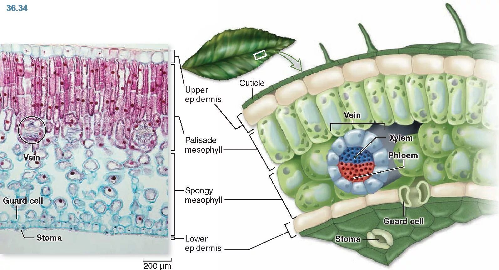 Поперечное сечение листа основная ткань функции. Поперечное сечение листа основная ткань функции. Поперечн ое сечния листа. Поперечное сечение листа основная ткань функции. Клеточное строение листовой пластинки и строение устьица.
