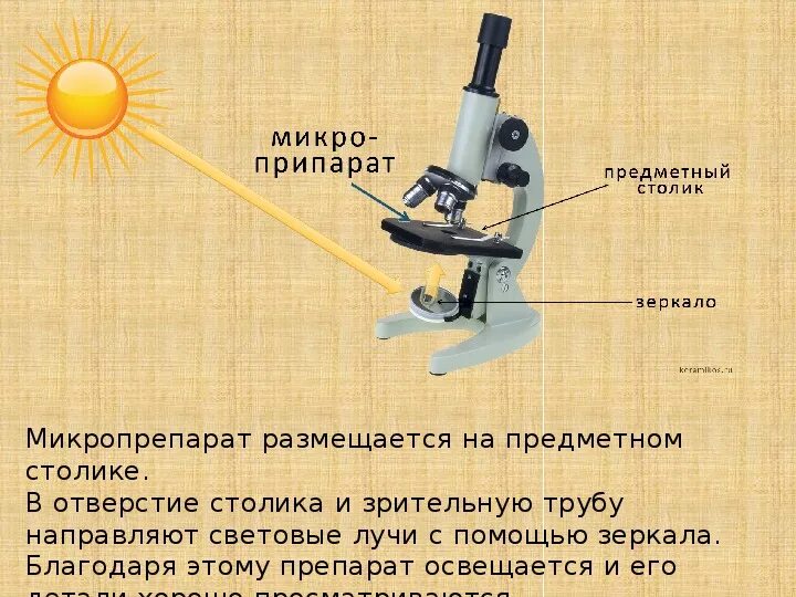 Какую функцию выполняет предмет. Устройство и правила работы с микроскопом. Части микроскопа. Строение микроскопа. Световой микроскоп строение.