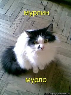 Мурлен мурло