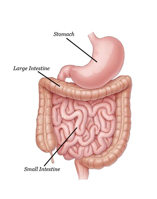 Строение кишечника картинки. Тонкая и толстая кишка анатомия. Толстый и тонкий кишечник анатомия человека. Желудок и толстая кишка анатомия.
