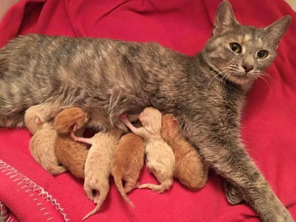 Сколько обычно котят у кошки. Новорожденные котята. Новорожденный котенок.