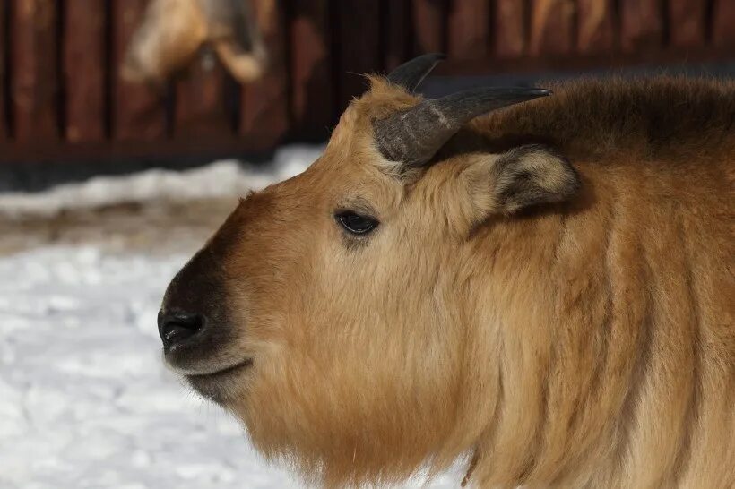 Сайгак saiga tatarica. Калифорнийский вилорог. Хобот тапира. Одомашненное парнокопытное со смешным носом. Антилопа рибок африканская.