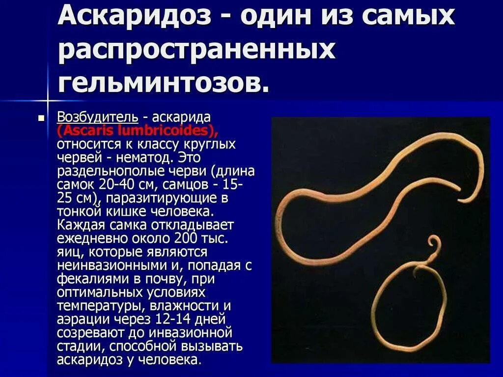 Значение нематод