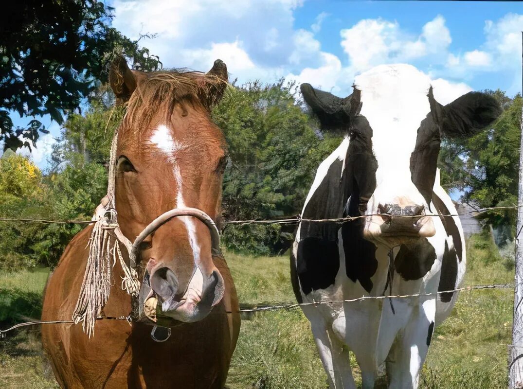 Корова лошадка. Лошадь коровы. Корова и лошадь. Конь и корова. Корова лошадка.