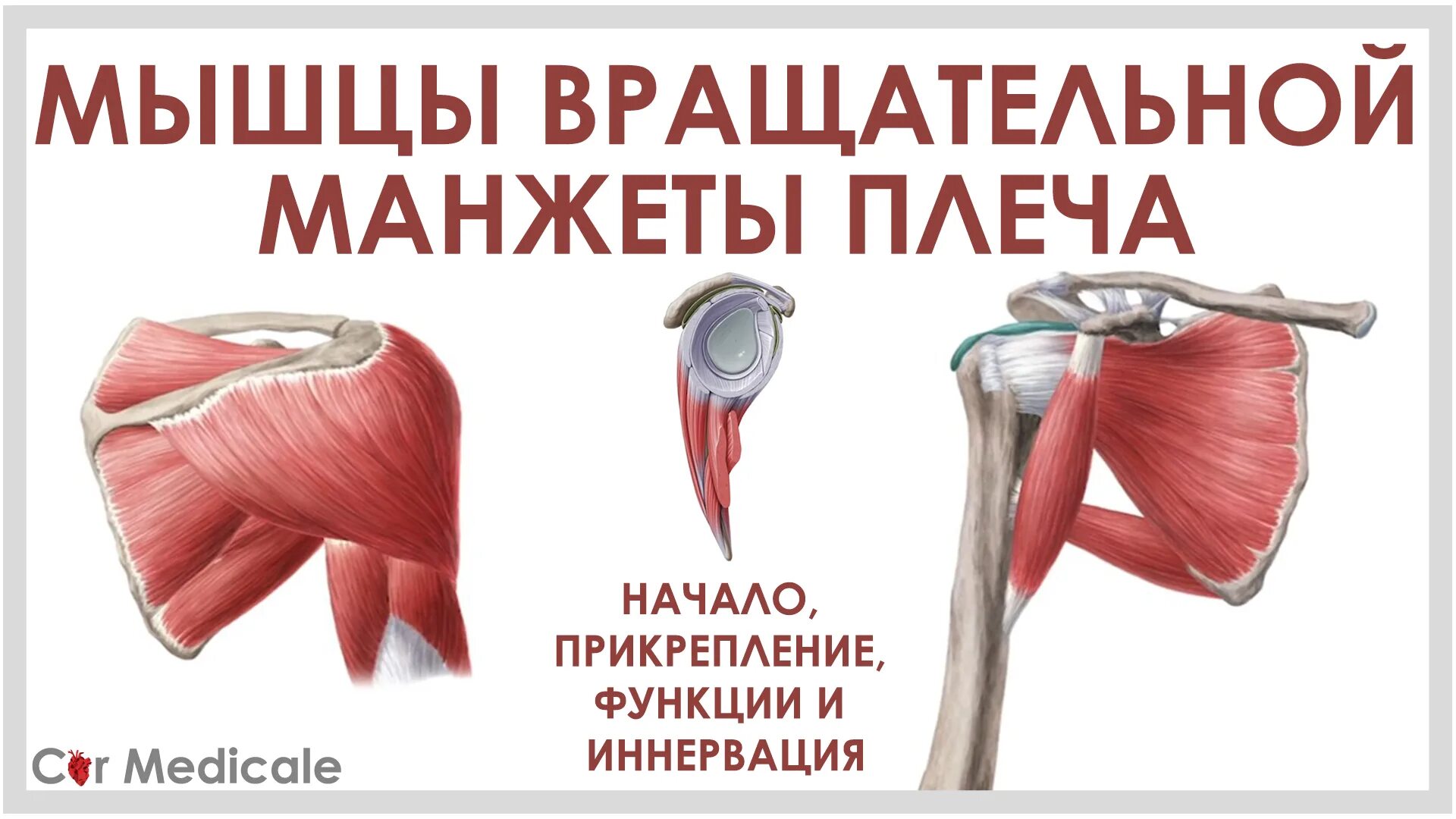 надостная мышца плечевого сустава анатомия. ротационная манжета плечевого сустава анатомия. надостная мышца плечевого сустава анатомия. мышцы вращательной манжеты. ротаторная манжета плеча анатомия.