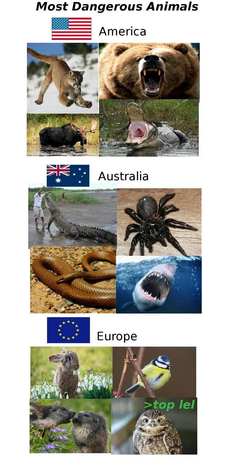 The worlds most dangerous animals. The worlds most dangerous animals. The worlds most dangerous animals. Крокодил хищник. The most dangerous animal in the world.