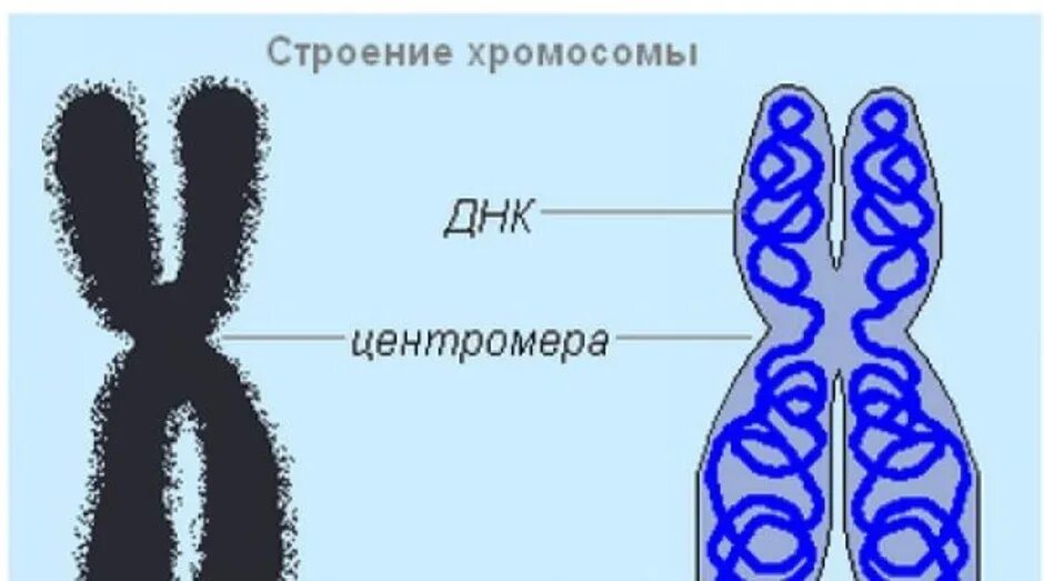 Схема строения хромосомы. Строение хромосомы рисунок. Схематическое строение хромосомы. Строение хромосомы картинка.