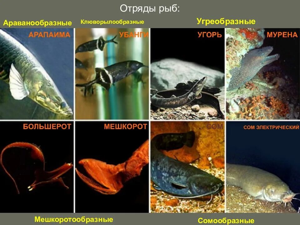 8 отрядов рыб. Угорь большерот. араванообразные рыбы представители. отряд сомообразные представители. угреобразные рыбы представители.