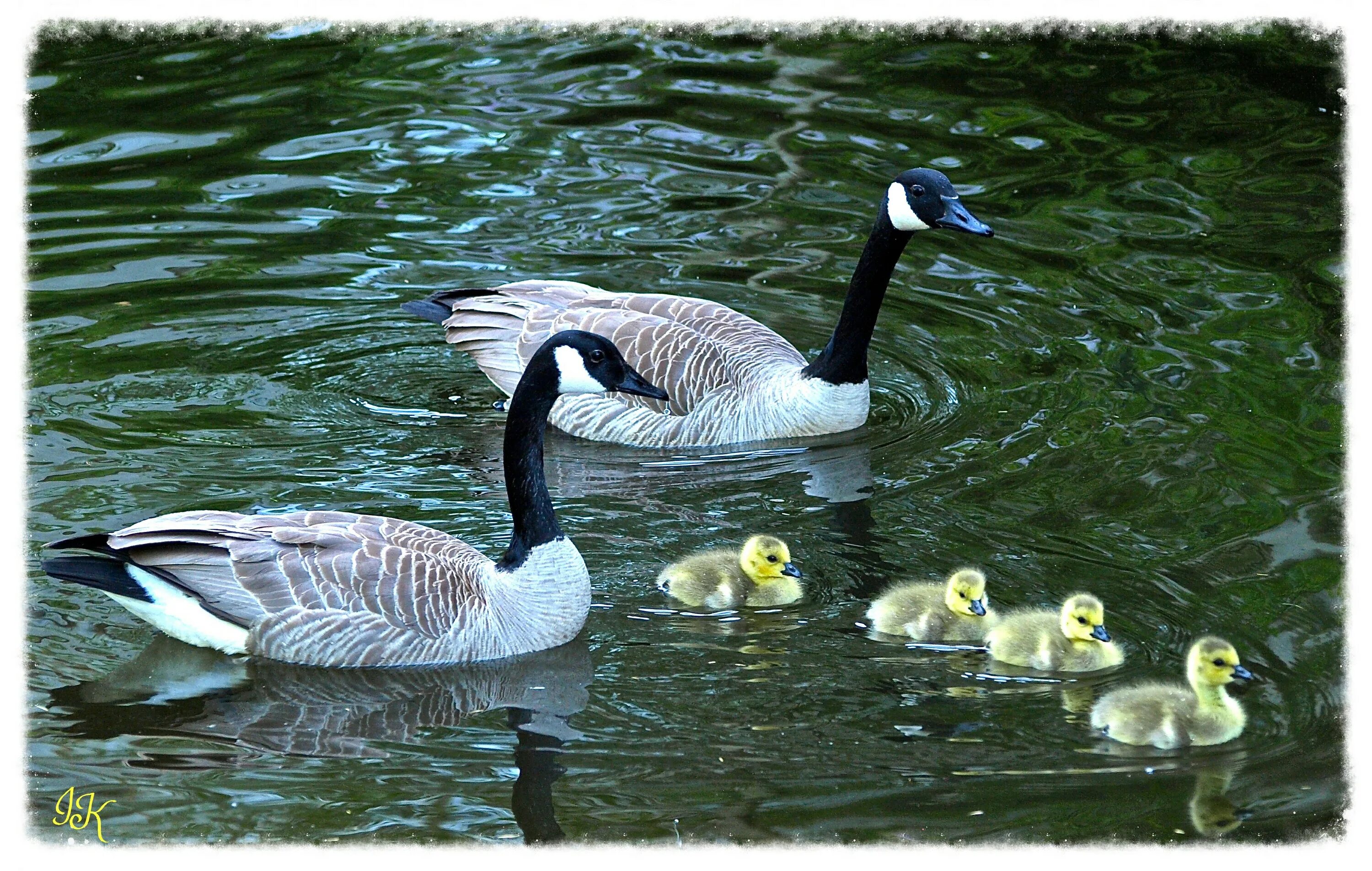 Пруд для гусей. Утки гуси лебеди. Утки на озере. Рейкьявик озеро тьернин утки. Пруд лебеди фото высокого разрешения.